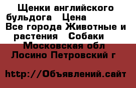 Щенки английского бульдога › Цена ­ 40 000 - Все города Животные и растения » Собаки   . Московская обл.,Лосино-Петровский г.